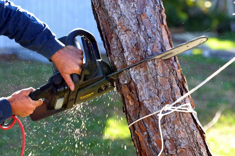 Apple Tree Removal in Reno, NV