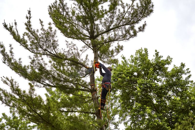 Tree and Vegetation Removal