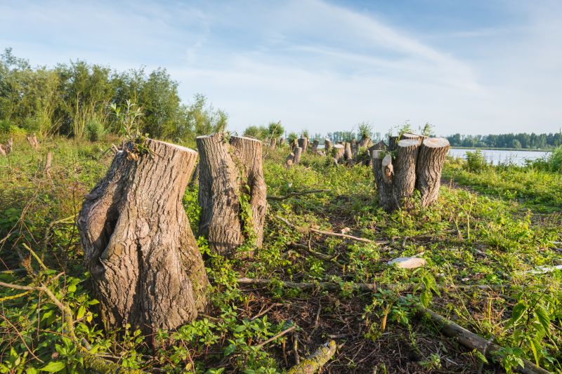 Grubbing and Stump Removal