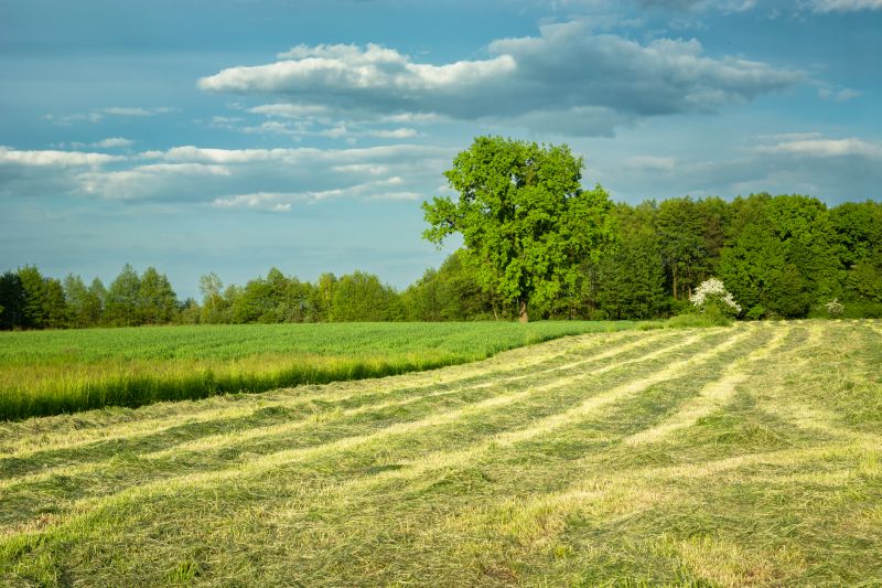 Pasture Clearing in Gwinnett County, GA