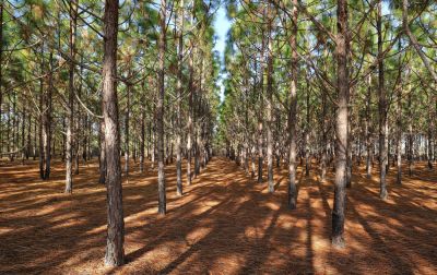Start With a Forested Area