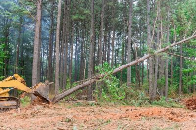 Clear Out the Trees