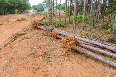 Tree Clearing for Construction!