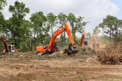 Tree Clearing!