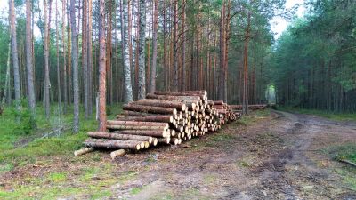 Prevent Fires with Tree Clearing!