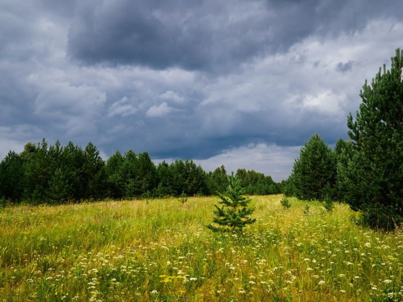 Field Clearing in Gwinnett County, GA